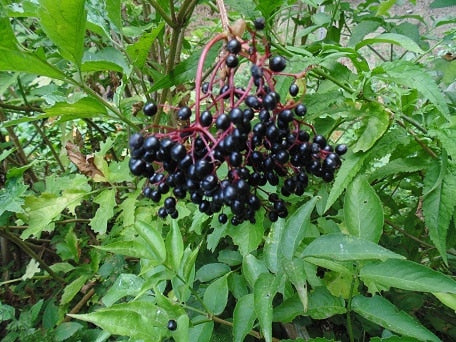Sampo Elderberry (Sambucus Nigra)