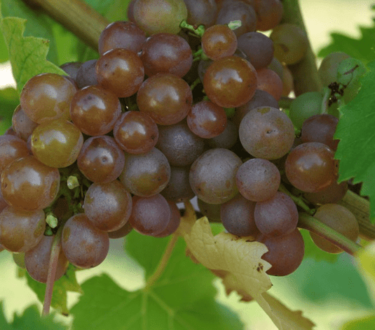 Schönburger Grape