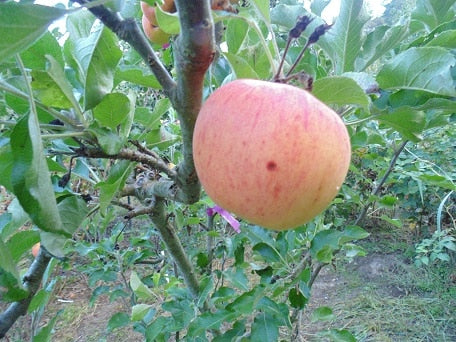Sierra Beauty Apple