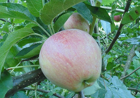Spitzenberg Apple