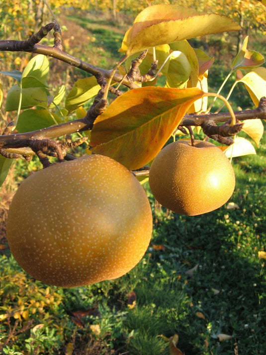 Brandy European Pear