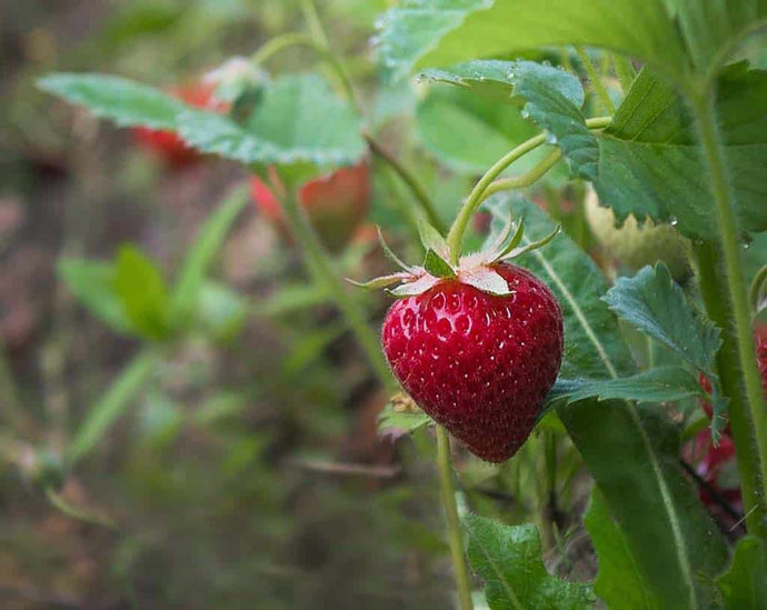 Sweet Sunrise Strawberry