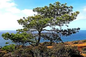 Torrey Pine (Pinus torreyana)