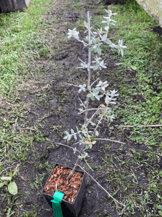 Tree Germander (Teucrium fruiticans)