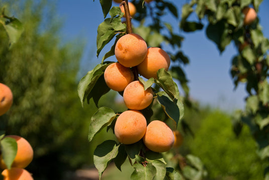 Tropic Gold Apricot