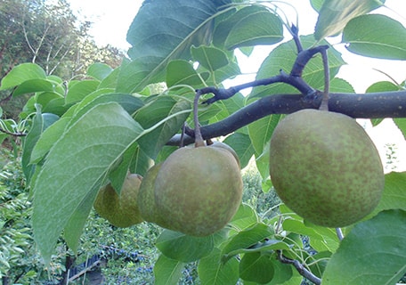 Tsu Li Asian Pear
