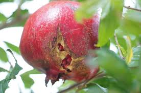 Vina Pomegranate