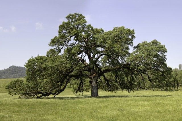 Valley Oak - Quercus lobata