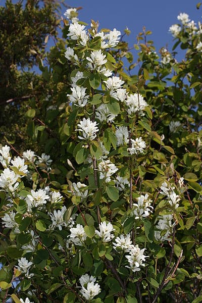 Load image into Gallery viewer, Western Serviceberry (Amelanchier alnifolia)
