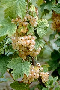 White Imperial Currant