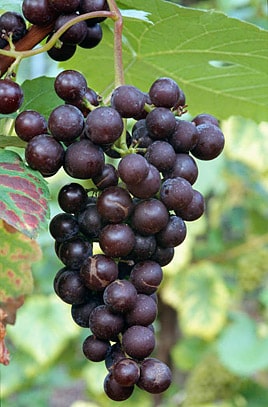 New York Muscat Grape