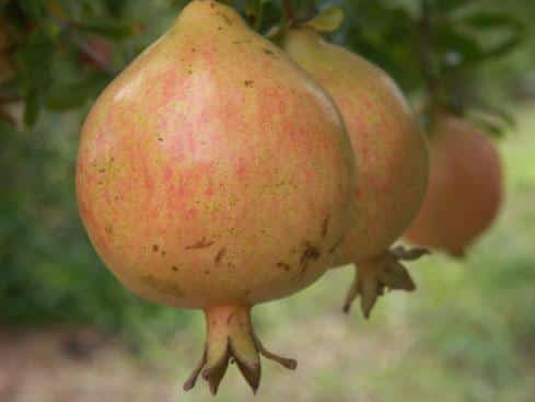 Alk Pust Ghermez Saveh Pomegranate