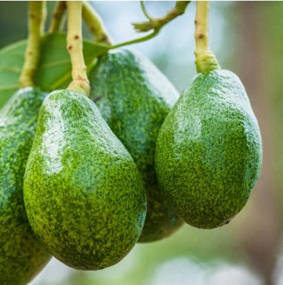 Zutano Avocado Seedlings